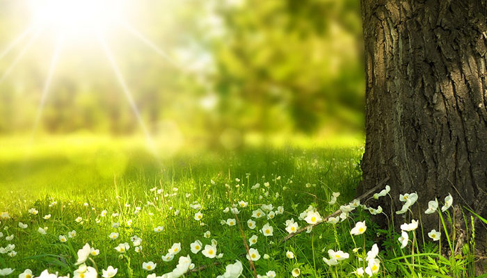 Image Newsletter Ecole de PNL de lausanne - EPNLL